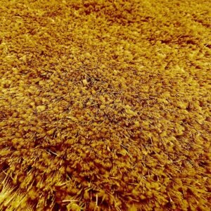 Explore the Comfort of Our Plain Yellow Design Shaggy Carpet
